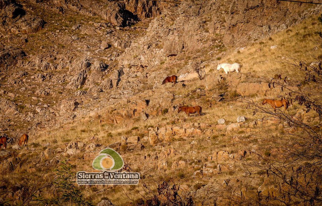caballos cimarrones de Villa Ventana