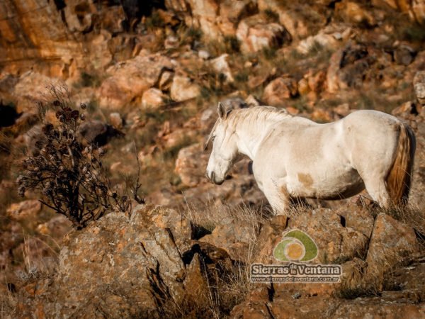 caballos cimarrones de Villa Ventana