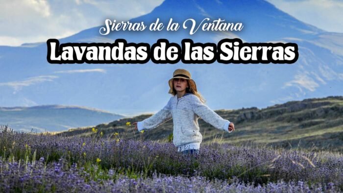 Lavandas de Villa Ventana en las Sierras